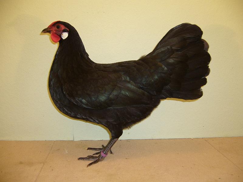 Munster 2009 369.jpg - Zwerg Rheinländer schwarz von Phyllis Metz